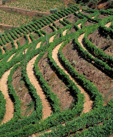 Terraced vineyard in the Douro valley   near Ferradosa Portugal  Port