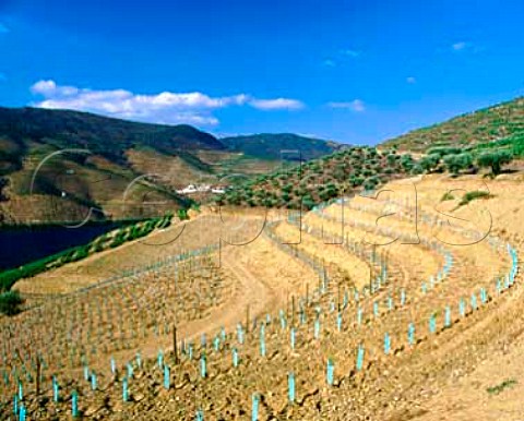 A newlyreplanted section of vineyard on the hill at   Taylors Quinta de Vargellas high in the Douro   Valley east of Pinho Portugal   Port
