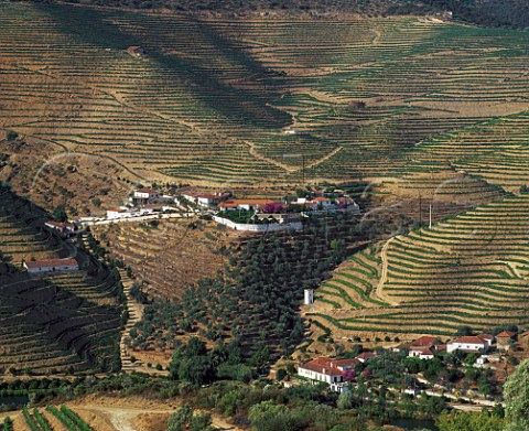 Terraced vineyards of Cockburns Quinta dos Canais   high in the Douro Valley east of Pinho Portugal    Port