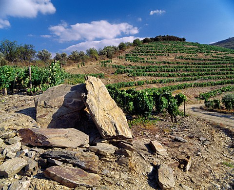 Lumps of schist by vineyard on the hill of Taylors Quinta de Vargellas High in the Douro Valley east of Pinhao Portugal  Port