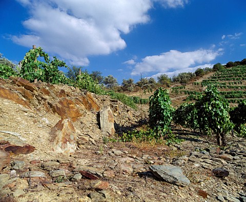 Lumps of schist on the hill of Taylors Quinta de  Vargellas high in the Douro Valley east of Pinho  Portugal  Port