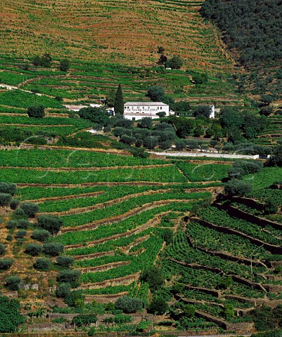 Quinta de Val da Figueira and its terraced vineyards Pinho Portugal Port  Douro