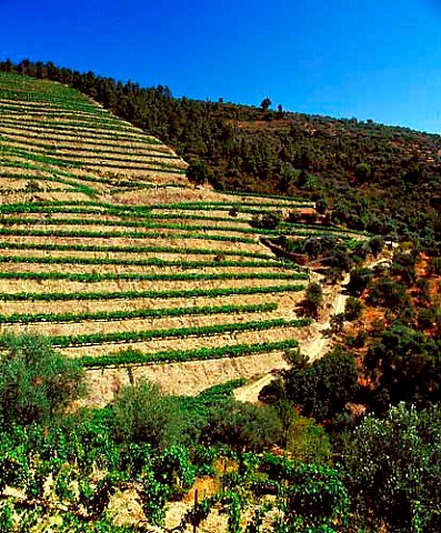 Part of Quinta de la Rosa Pinhao Portugal Douro    Port