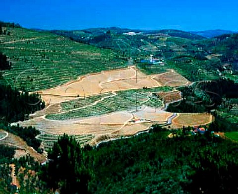 Replanting a section of vineyard in the latest up   and down style at Taylors   Quinta do Junco Pinhao Portugal   Port