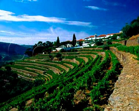 Terraced vineyards at Quinta do Noval Pinho   Portugal   Douro  Port