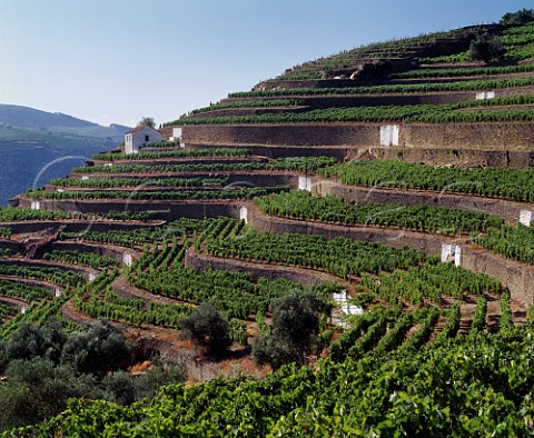 Wide renovated terraces at Quinta do Noval Pinho   Portugal    Douro  Port