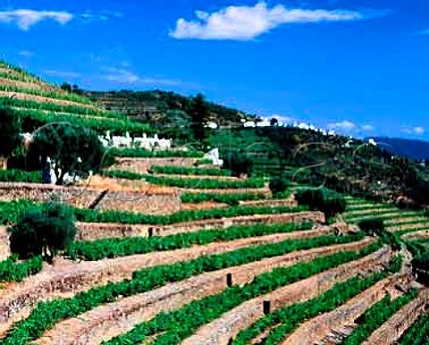Vineyard terraces at Quinta do Noval with the   village of Casal de Loivos in the distance  Pinho Portugal   Douro  Port