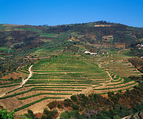 Terraced vineyards of Fonsecas Quinta do Cruzeiro Vale de Mendiz near Pinho Portugal Port  Douro