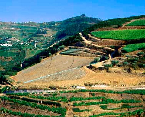 Newlyreplanted section of Taylors  Quinta da Terra Feita Pinho Portugal   Port  Douro