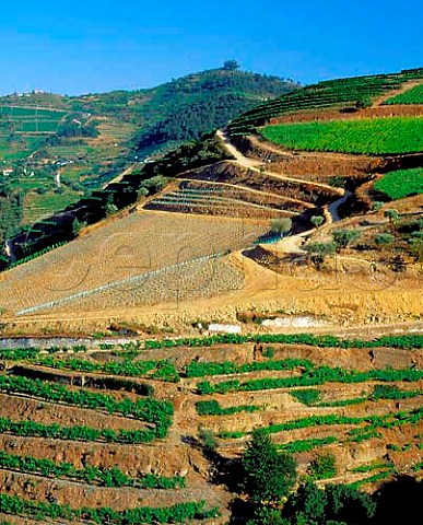 Newlyreplanted section of Taylors  Quinta da Terra Feita Pinhao Portugal   Port