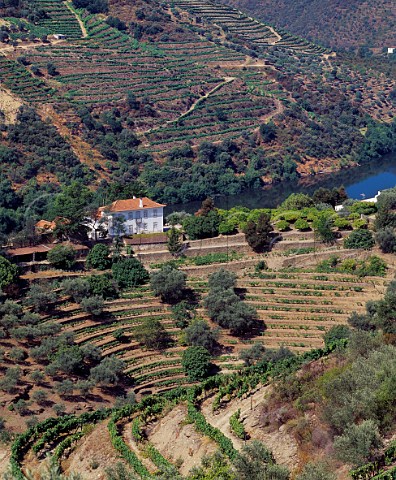 Grahams Quinta dos Malvedos above the Douro River near its confluence with the Rio Tua to the east of Pinhao Portugal   Port