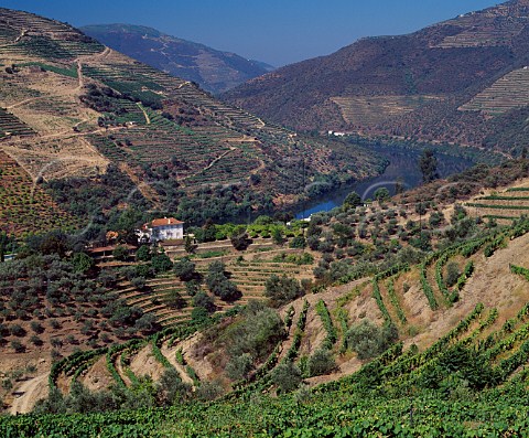 Grahams Quinta dos Malvedos above the Douro River near its confluence with the Rio Tua to the east of Pinho Portugal   Port