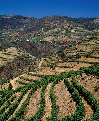 Terraced vineyards of Grahams Quinta dos Malvedos Near the confluence of the Douro and Tua rivers to the east of Pinho Portugal   Port  Douro
