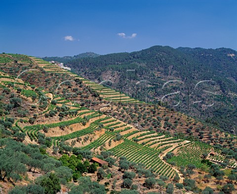 Terraced vineyards and olive groves in the Tua Valley near Sao Mamede de Ribatua Portugal   Douro  Port