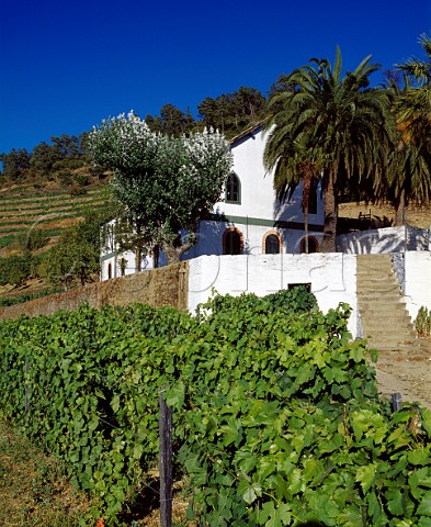 Parcel of the ungrafted Naional vineyard at Quinta do Noval Pinho Portugal   Port  Douro