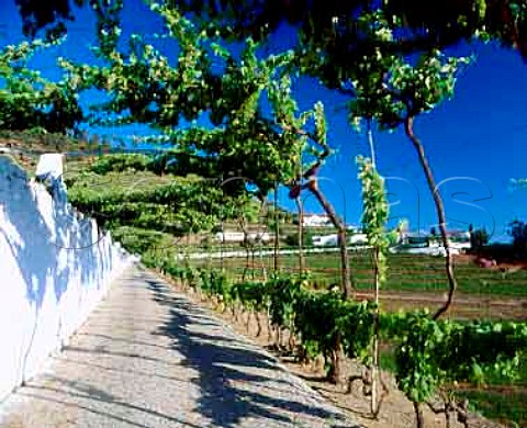 The vinearboured driveway of Quinta do Noval   Pinho Portugal   Port  Douro