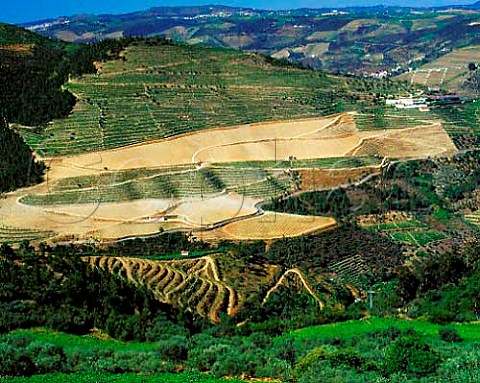 Newlyreplanted section of Taylors   Quinta do Junco  Pinhao Portugal  Port