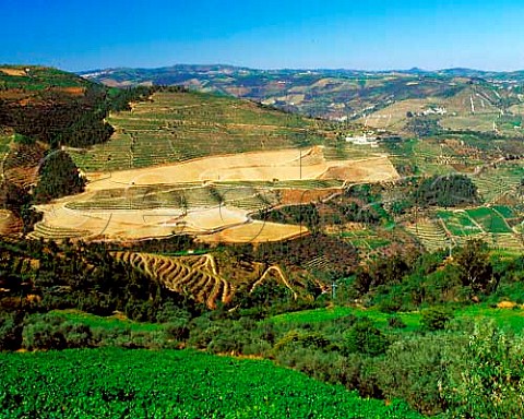 Newlyreplanted section of Taylors   Quinta do Junco  Pinhao Portugal  Port