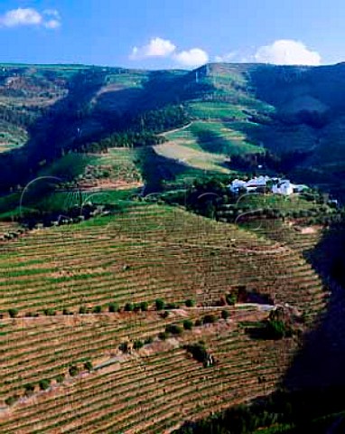 Quinta do Bom Retiro  owned jointly by   Port shippers Ramos Pinto and the Serodio family   who sell grapes to the Symington group for Warres   ports  Pinho Portugal  Port  Douro