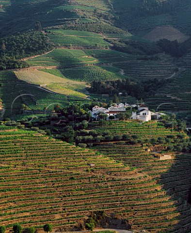 Quinta do Bom Retiro  owned jointly by   Port shippers Ramos Pinto and the Serodio family  who sell grapes to the Symington group for Warres ports Near Pinho Portugal  Port  Douro