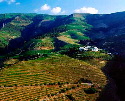 Quinta do Bom Retiro  owned jointly by   Port shippers Ramos Pinto and the Serodio family   who sell grapes to the Symington group for Warres   ports Pinho Portugal  Port  Douro