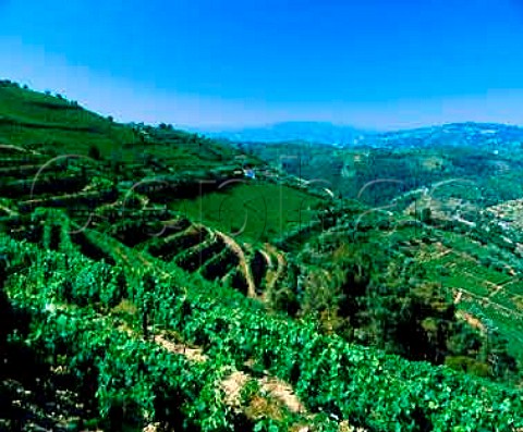 Quinta de Gaivosa  owned by Domingos Alves e Sousa    near Santa Marta de Penaguiao Portugal    Douro