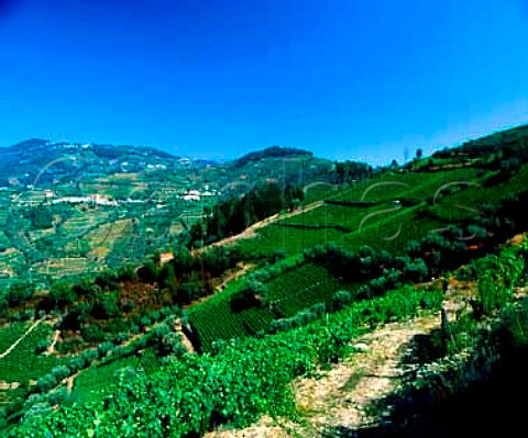 Quinta de Gaivosa  owned by Domingos Alves e Sousa    near Santa Marta de Penaguiao Portugal    Douro