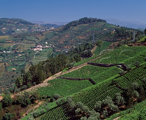 Terraced vineyards of Quinta de Gaivosa owned by  Domingos Alves e Sousa  Santa Marta de  Penaguiao Portugal    Douro