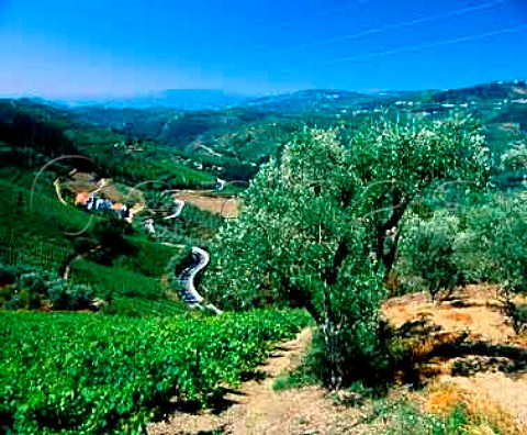 Quinta de Gaivosa  owned by Domingos Alves e Sousa    near Santa Marta de Penaguiao Portugal    Douro