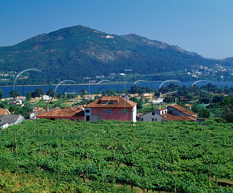 Vineyards around village of Eiras at the mouth of the Mio River Galicia Spain    Ras Baixas