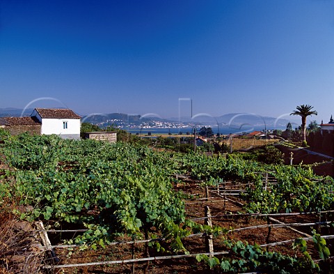 Pergola trained vineyard at Moran near the mouth of the Mio River and Atlantic Ocean Galicia Spain Ras Baixas
