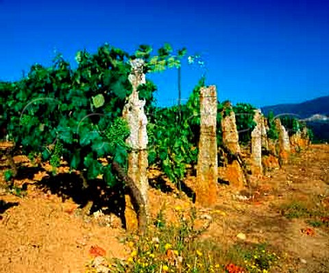 Granite posts in vineyard at Conceilo de Toen near   Fa Galicia Spain   DO Ribeiro
