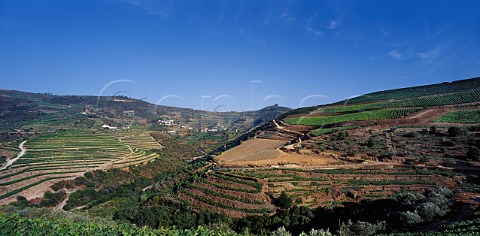 Vineyards of Fonsecas Quinta do Cruzeiro left and Taylors Quinta da Terra Feita near Pinho Portugal   Douro  Port