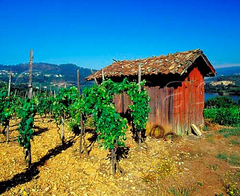 Vineyard above the Mio River at  Conceilo de Toen Near Fa Galicia Spain  DO Ribeiro