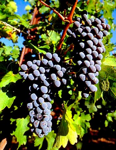 Cabernet Sauvignon grapes in vineyard of Covey Run   Zillah Washington USA   Yakima Valley