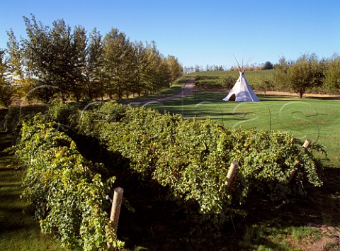 Authentic Indian teepee by vineyard of Canoe Ridge   Paterson Washington USA   Columbia Valley AVA
