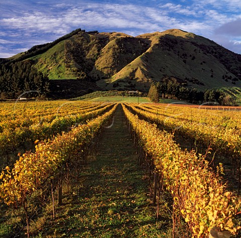 Tietjen Vineyard Gisborne New Zealand