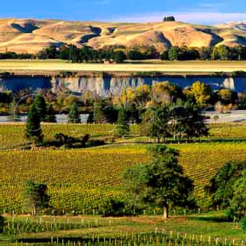 Medway River Vineyard of The Crossings in the Awatere Valley Marlborough New Zealand