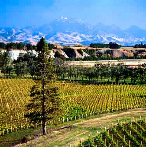 Medway River Vineyard of The Crossings in the Awatere Valley with Mount Tapuaenuku in the distance Marlborough New Zealand