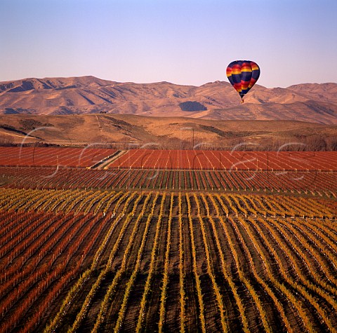 Hotair balloon over Montanas Brancott Estate   Marlborough New Zealand