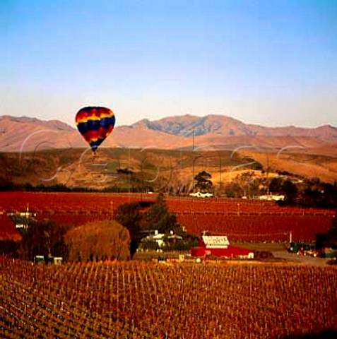 Hotair balloon over Montanas Brancott Estate   Marlborough New Zealand
