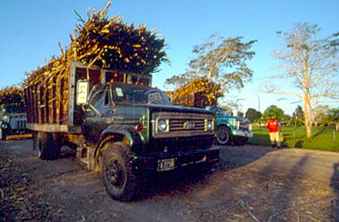 Lorry loads of sugar cane  Orange Walk Belize