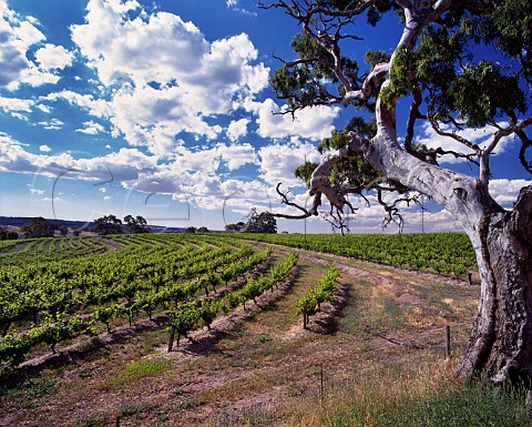 Vineyard and gum tree Eden Valley South Australia Barossa