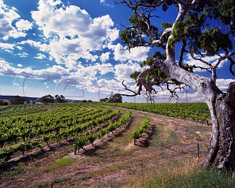 Vineyard and gum tree Eden Valley South Australia Barossa