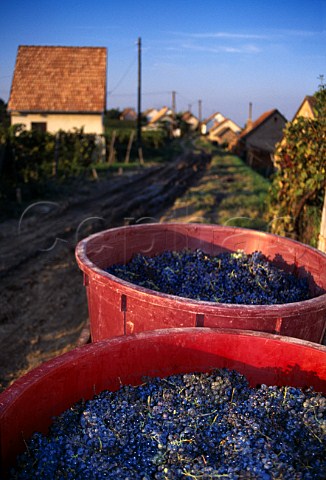 Tubs of harvested grapes Villany Hungary    VillanySikls