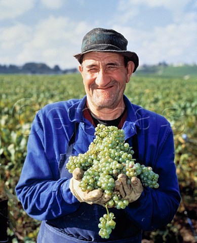Picker holding Chardonnay grapes Cramant Marne   France  Cte des Blancs  Champagne