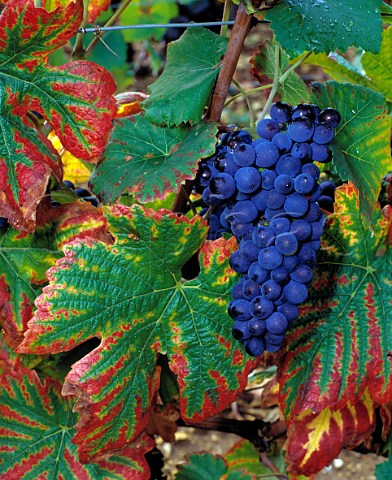 Pinot Noir grapes in Richebourg vineyard  VosneRomane Cte dOr France