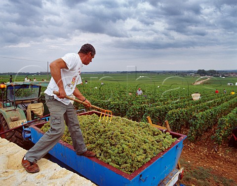 Harvesting Chardonnay grapes in the Clavoillon vineyard of Domaine Leflaive PulignyMontrachet Cte dOr France  Cte De Beaune Premier Cru