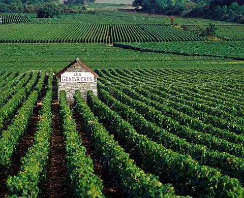 Les Genevrires vineyard at Meursault Cte dOr France  Cte de Beaune Premier Cru