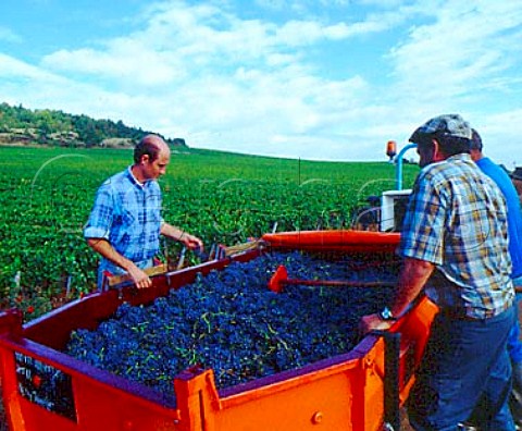 Eric Bourgogne viticulturist for Comtes Georges de   Vog examining harvested Pinot Noir grapes from Les   Petits Musigny vineyard   ChambolleMusigny Cte dOr France